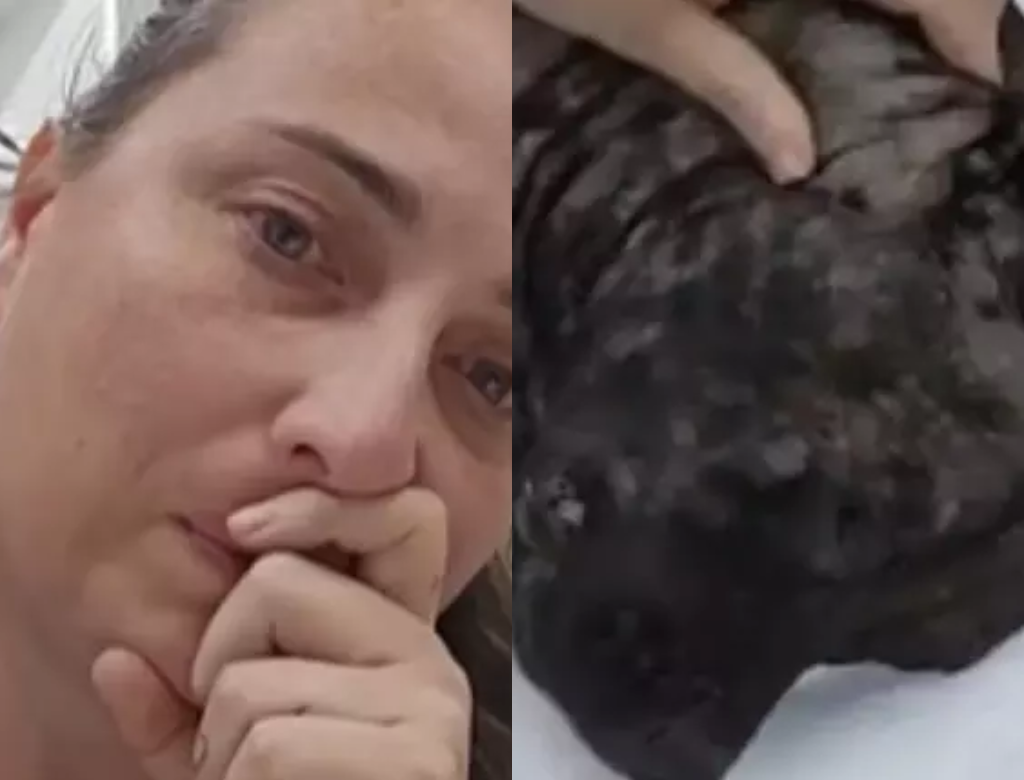 Cachorra Morre Após Ser Brutalmente Atacada Com Machado (foto Reprodução Redes Sociais)