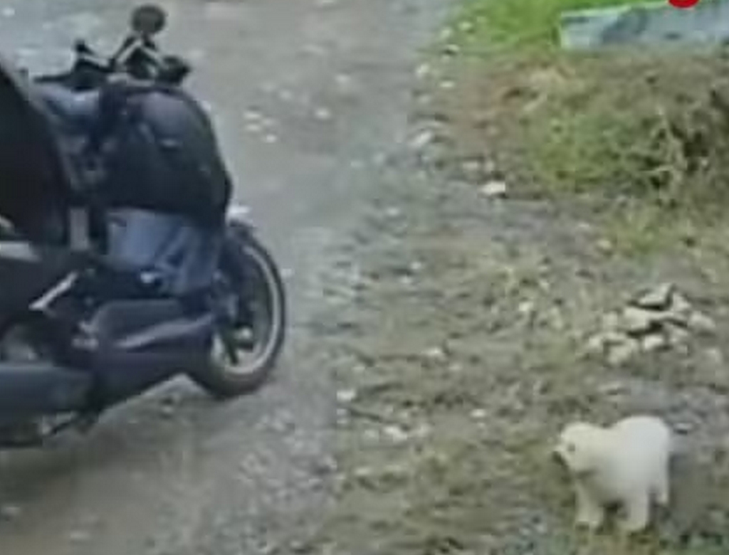 Cachorro (foto Reprodução Redes Sociais)