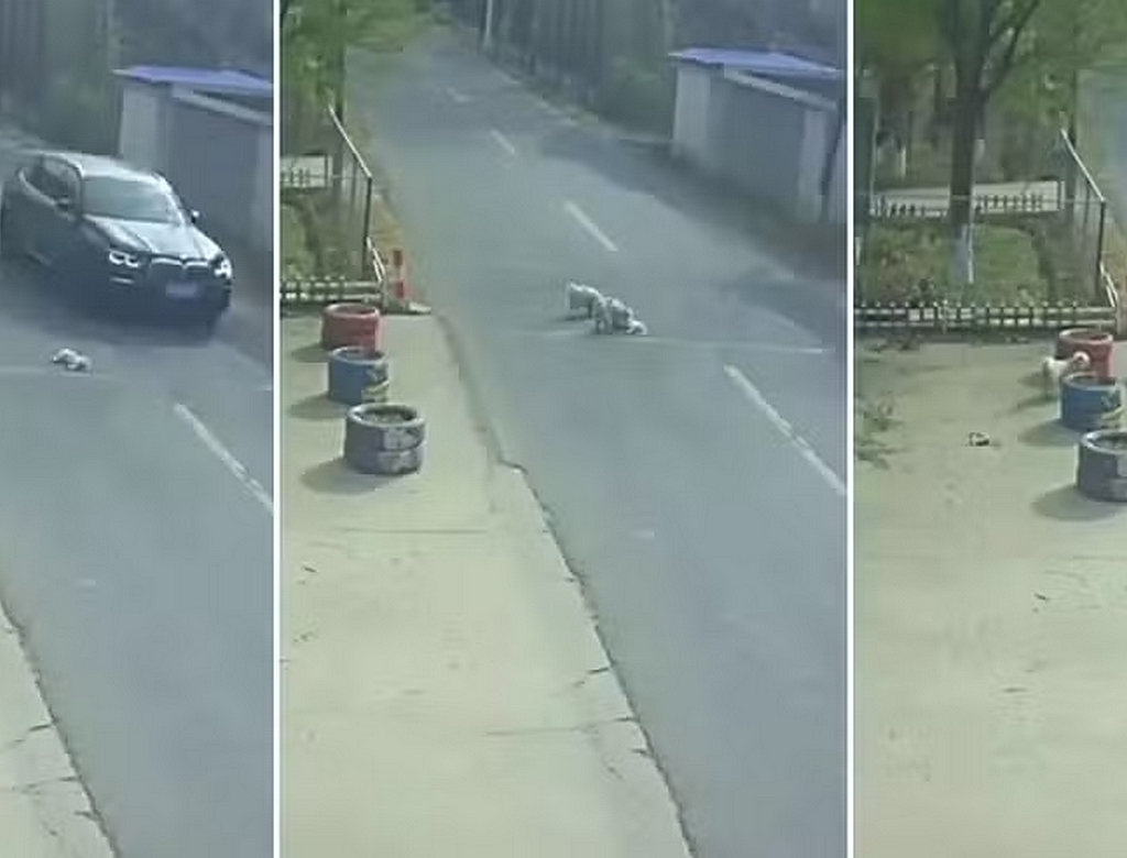 Cachorro (foto Reprodução Redes Sociais)
