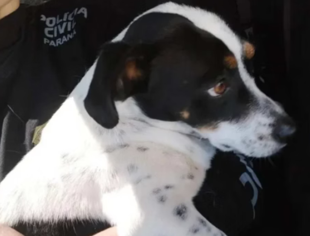 Cachorro Vence Processo Contra Ex Tutor E Recebe Indenização (foto Reprodução Redes Sociais)