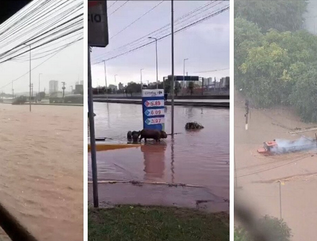 Capivaras (foto Reprodução Redes Sociais) 5