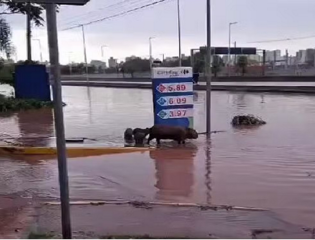 Capivaras (foto Reprodução Redes Sociais)