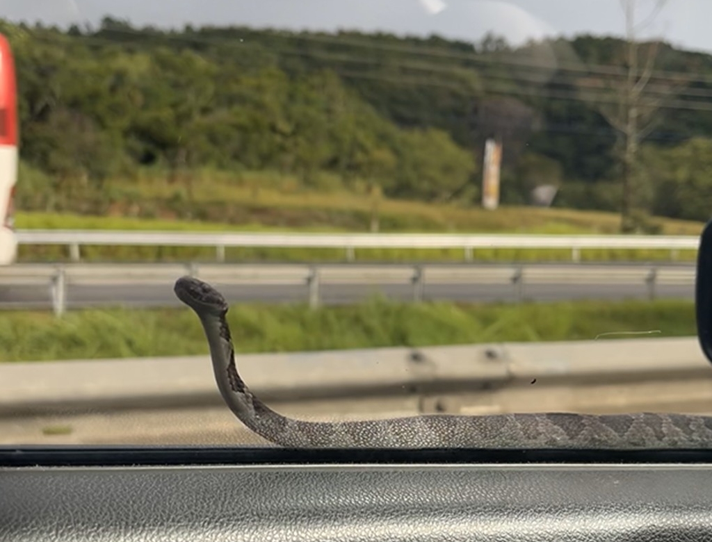 Cobra (foto Reprodução Redes Sociais) 1