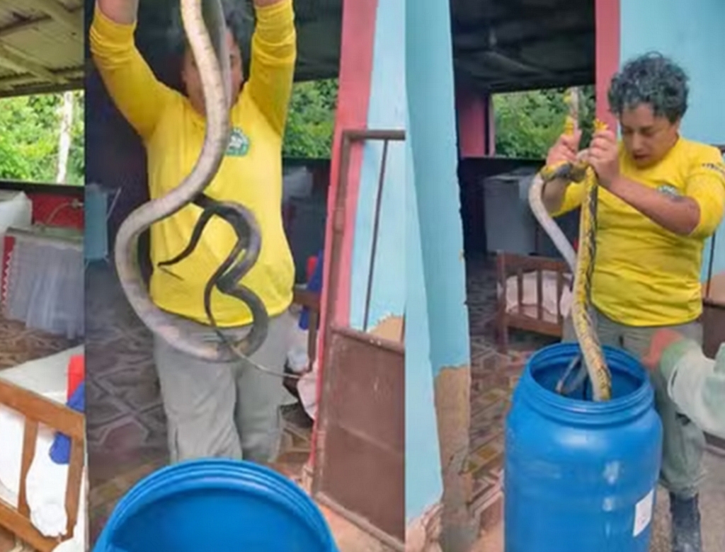 Cobra (foto Reprodução Redes Sociais) 2