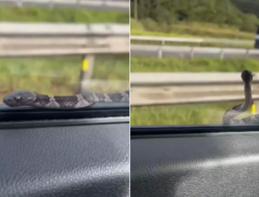 Cobra (foto Reprodução Redes Sociais)