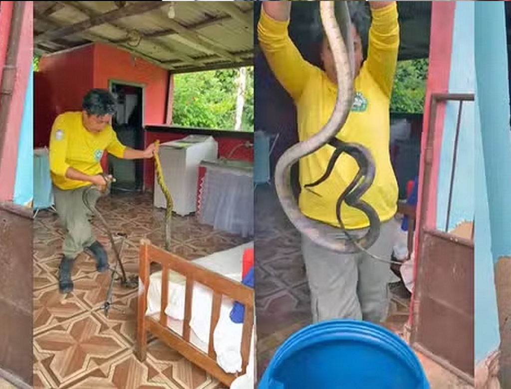 Cobra (foto Reprodução Redes Sociais)