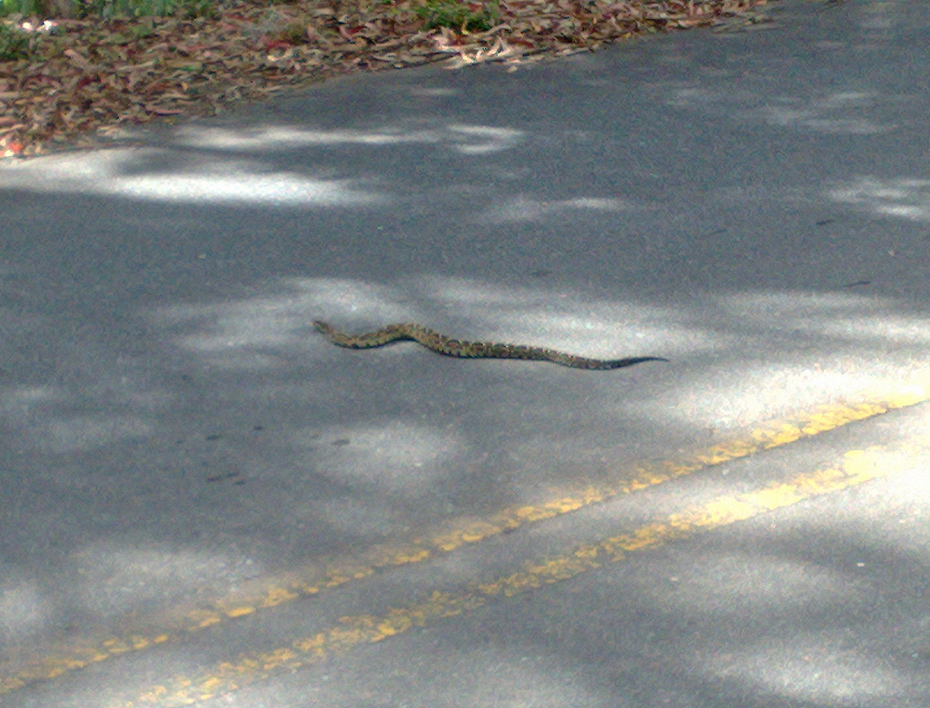 Cobra (foto Reprodução Redes Sociais) 1