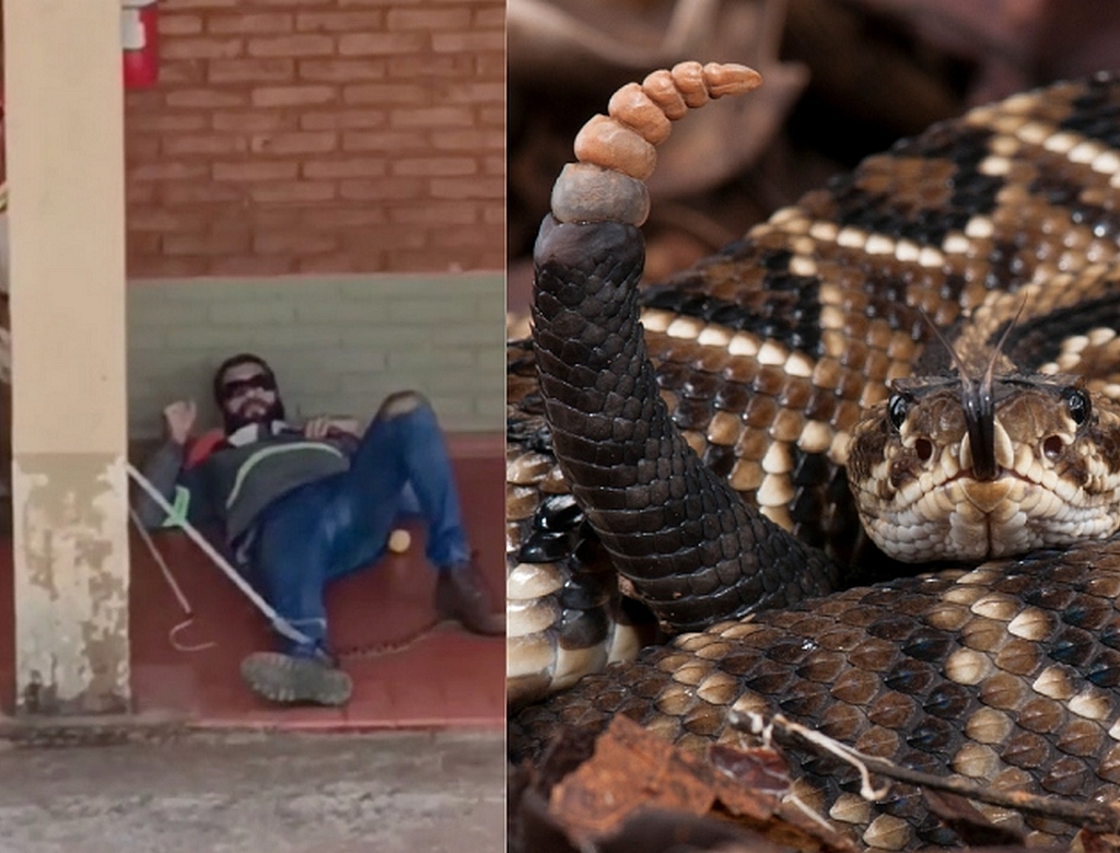 Cobra (foto Reprodução Redes Sociais) 2