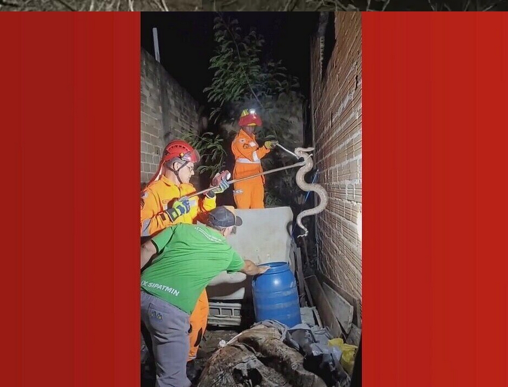 Cobra (foto Reprodução Redes Sociais) 2