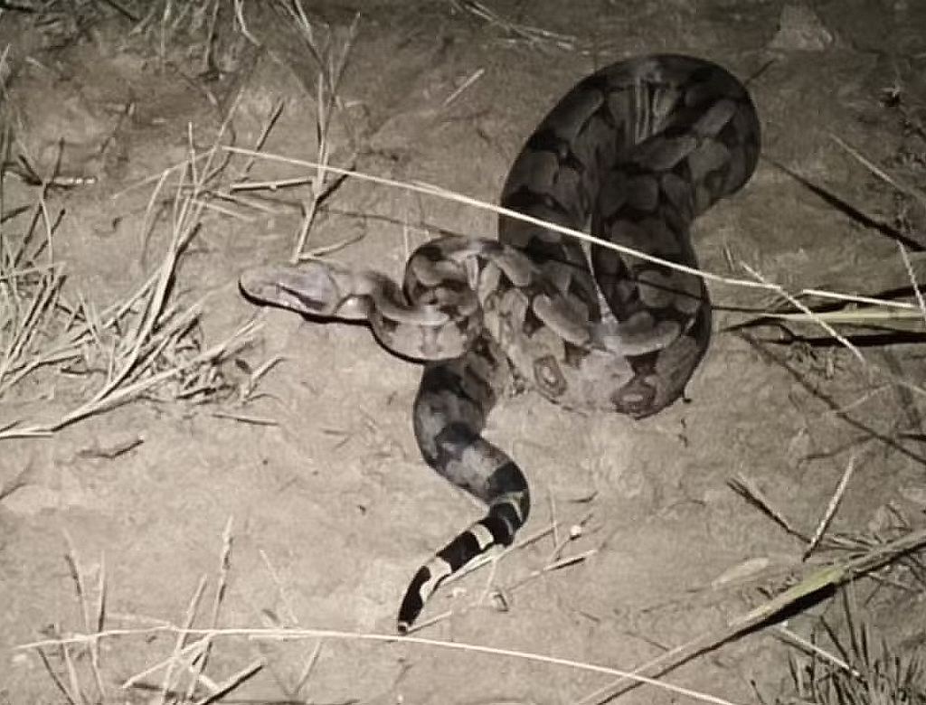 Cobra (foto Reprodução Redes Sociais)