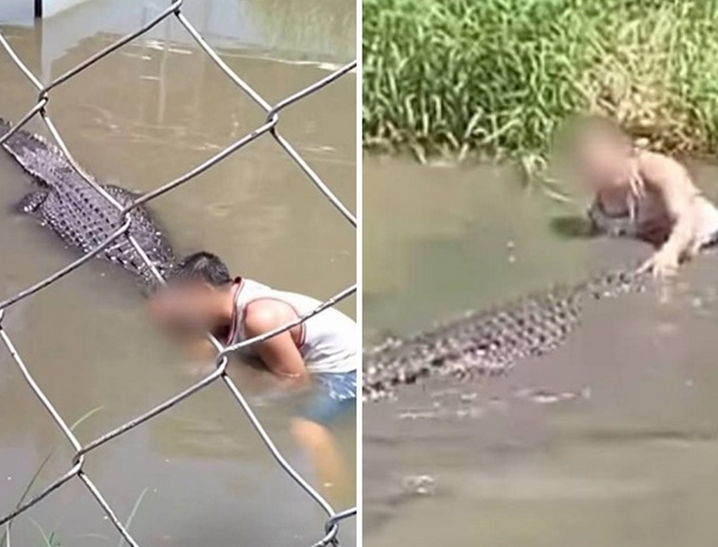 Crocodilo (foto Reprodução Redes Sociais) 2