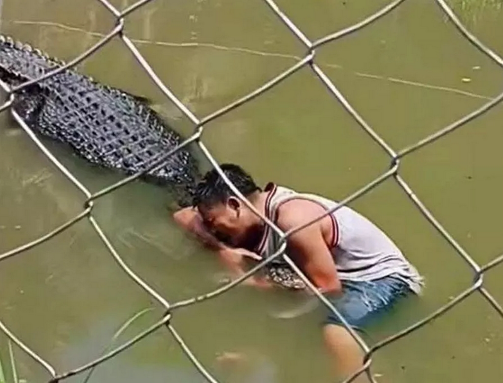 Crocodilo (foto Reprodução Redes Sociais)