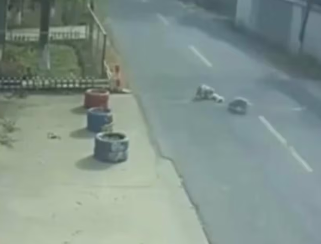 Vira-latas resgatam cachorro atropelado por carro na China (Foto Reprodução Redes Sociais)