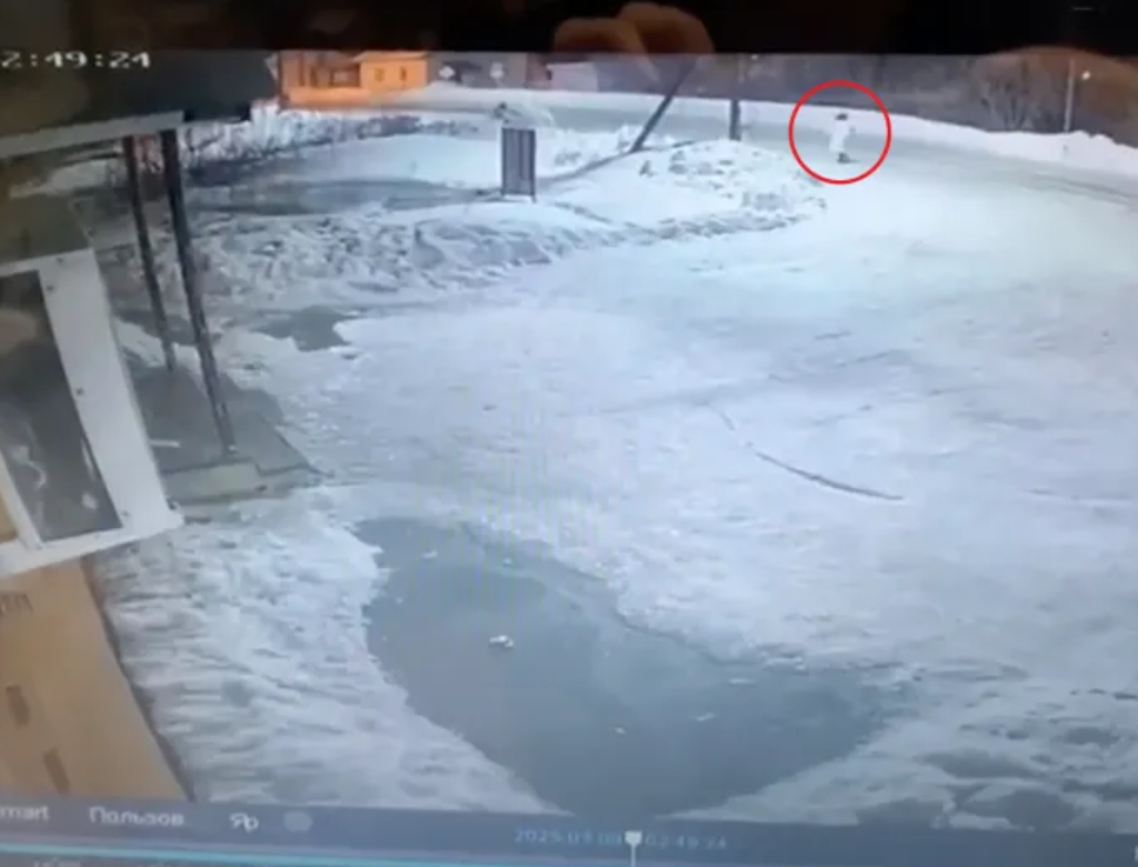 Cabeça de mulher devorada por urso é encontrada (Foto Reprodução Redes Sociais)
