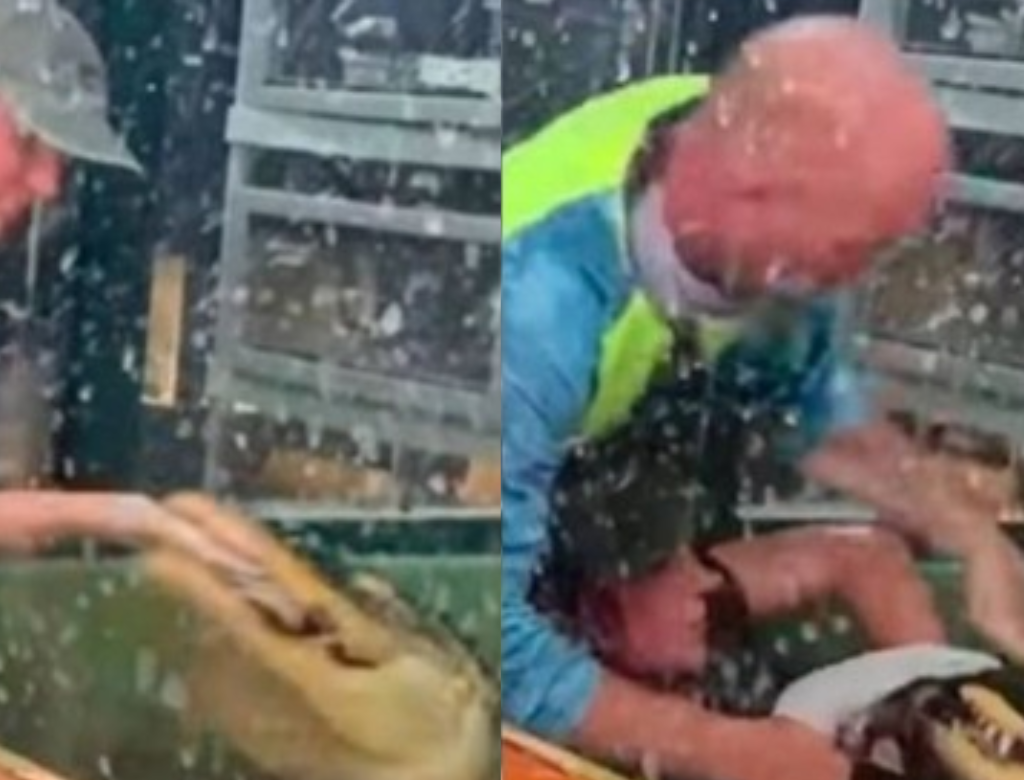 Funcionária de aquário é atacada por jacaré enquanto o alimenta (Foto Reprodução Redes Sociais)