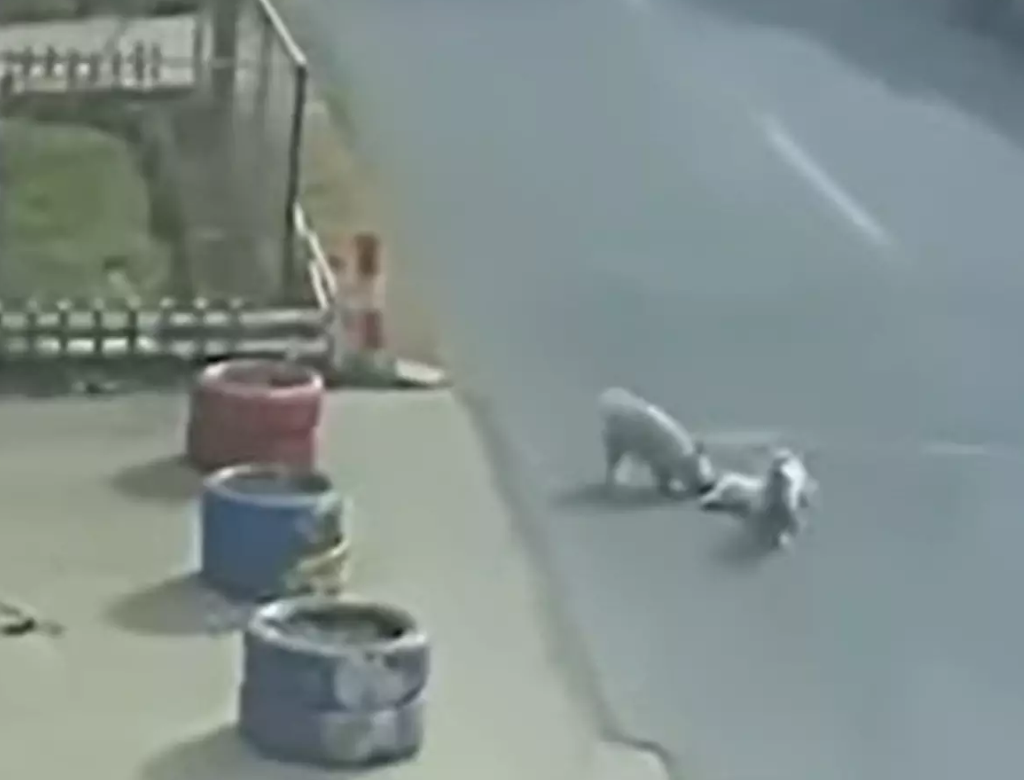 Vira-latas resgatam cachorro atropelado por carro na China (Foto Reprodução Redes Sociais)