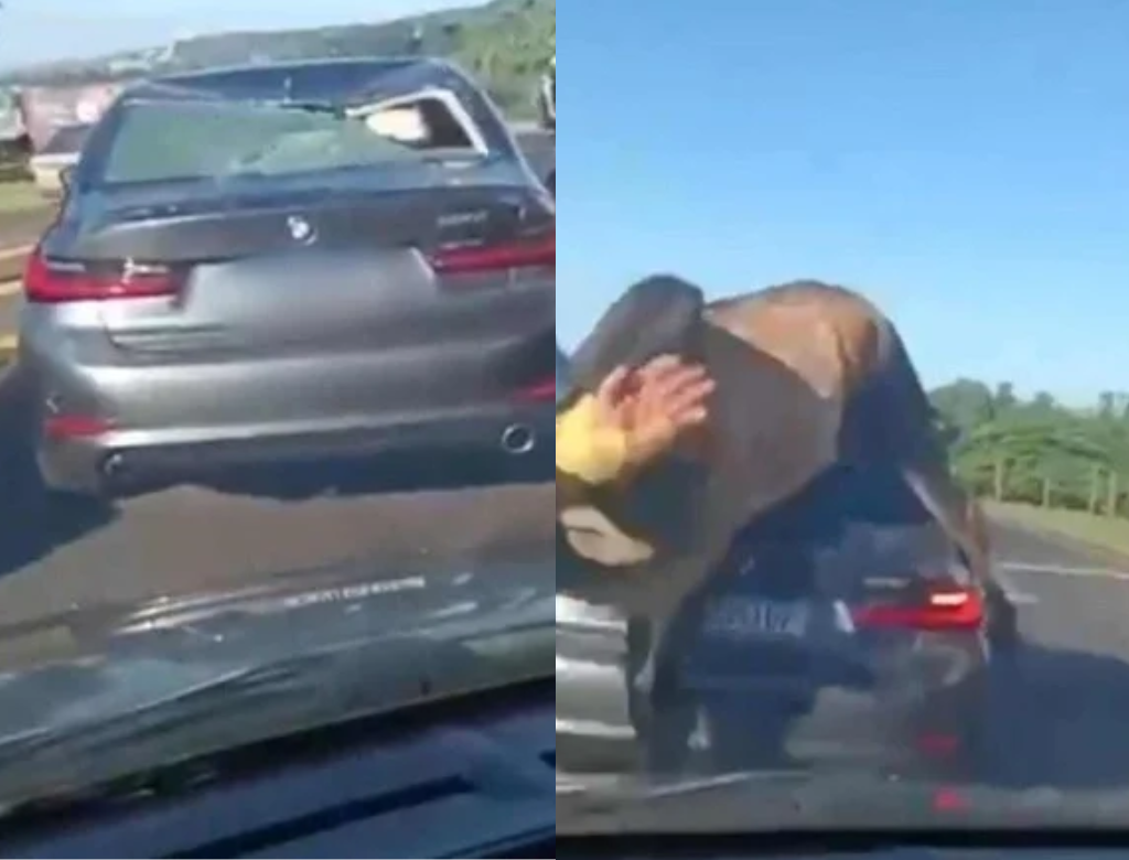 Touro descontrolado salta sobre BMW em rodovia movimentada (Foto Reprodução Redes Sociais)