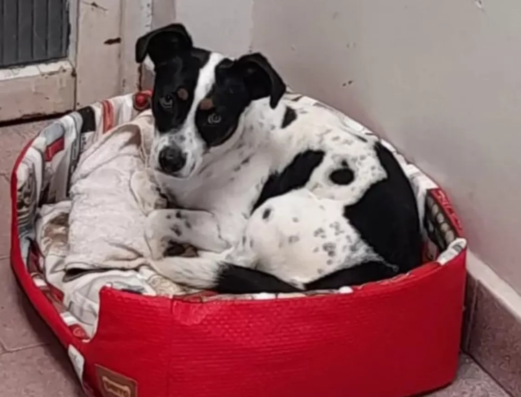 Cachorro vence processo contra ex-tutor e recebe indenização (Foto Reprodução Redes Sociais)