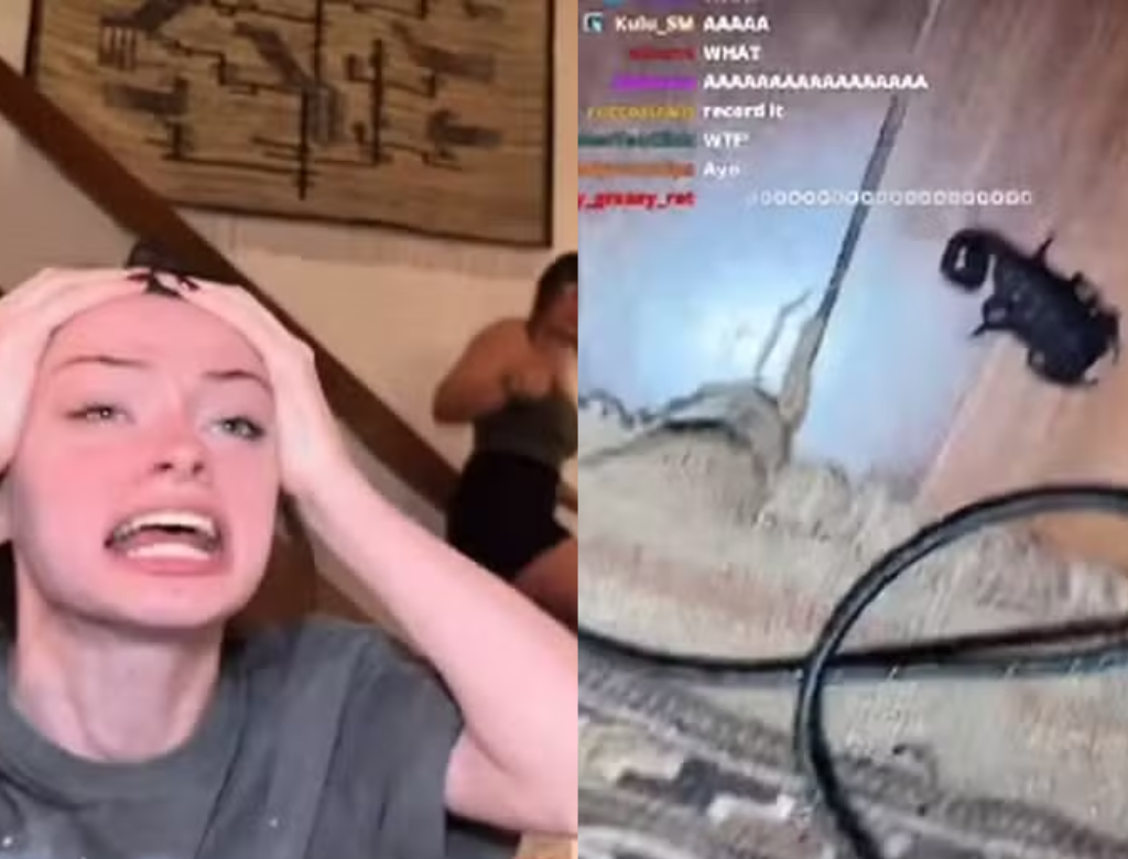 Streamer vive momento de terror ao ser surpreendida por escorpião (Foto Reprodução Redes Sociais)
