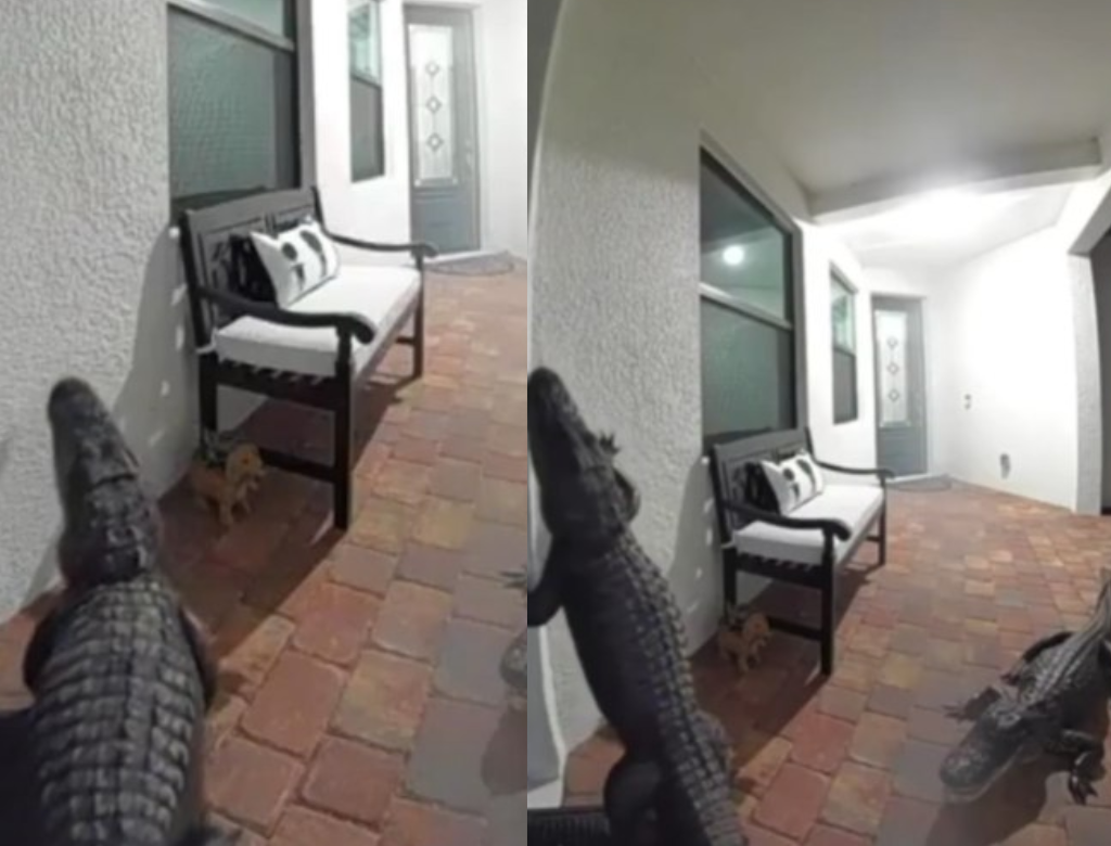 Dois Jacarés Tentam Invadir Casa Na Flórida (foto Reprodução Redes Sociais)