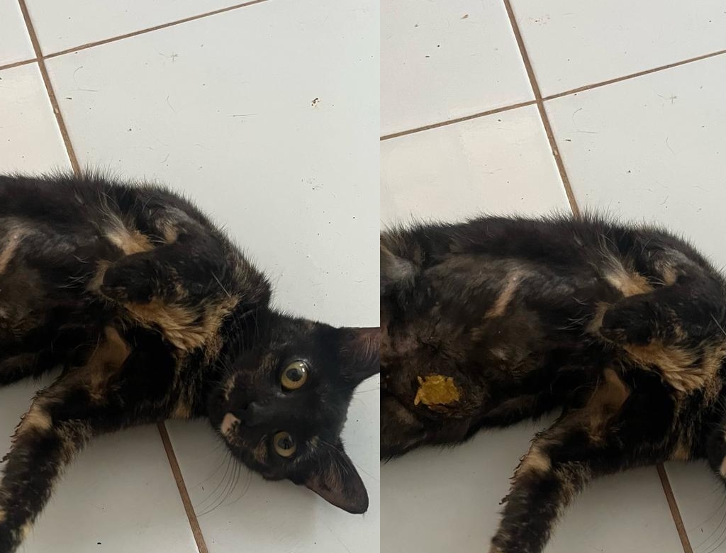 Gata (foto Reprodução Redes Sociais) 1