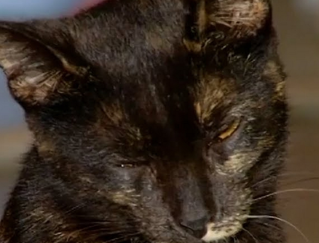 Gata (foto Reprodução Redes Sociais) 2