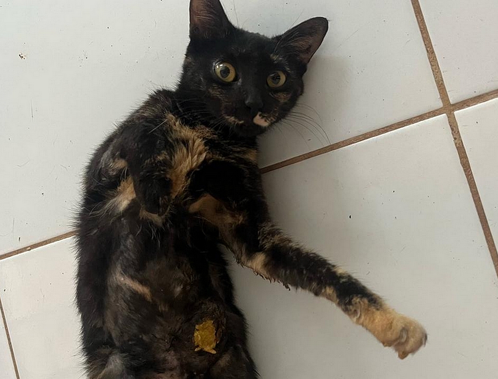 Gata (foto Reprodução Redes Sociais)