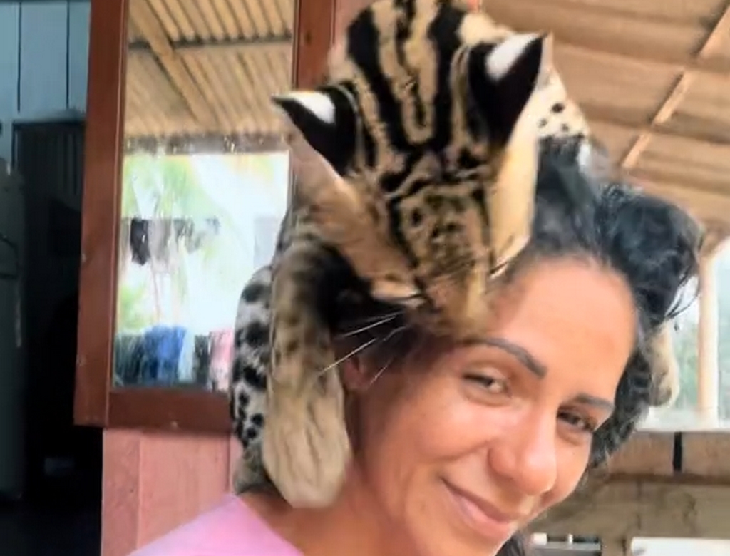 Jaguatirica (foto Reprodução Redes Sociais) 1