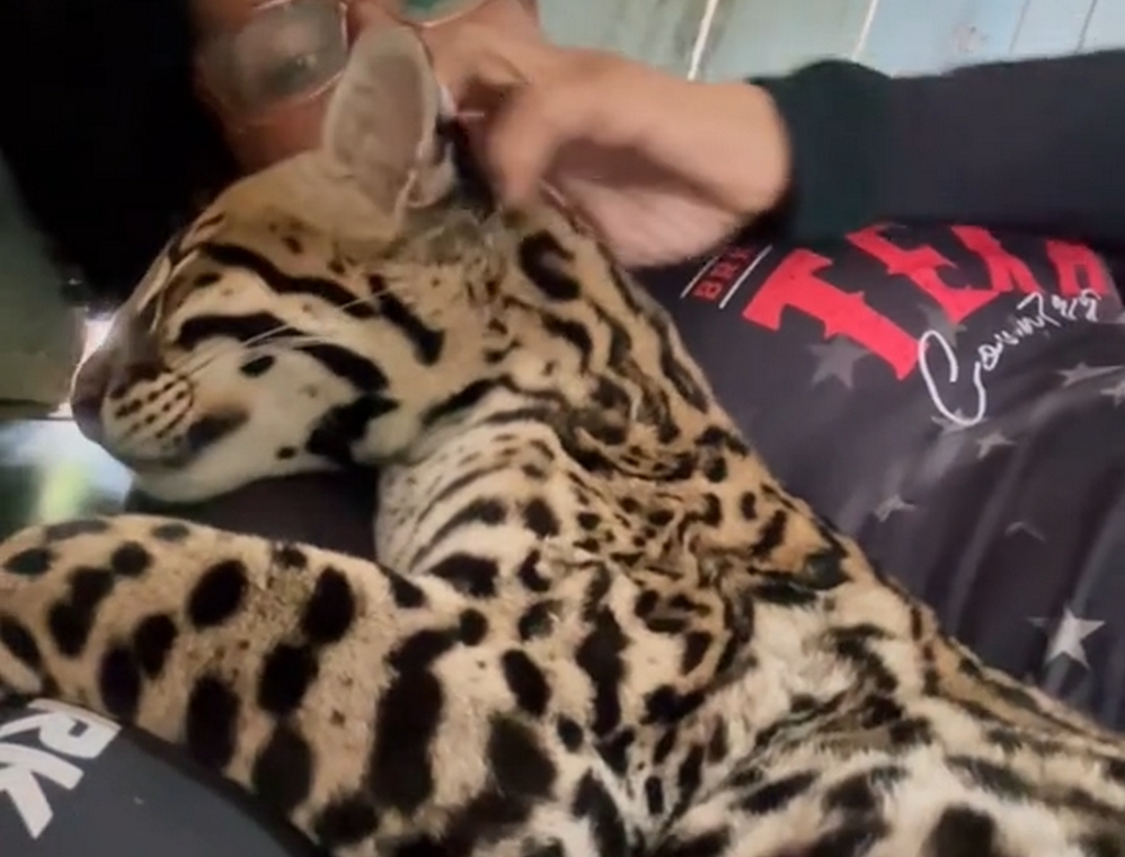 Jaguatirica (foto Reprodução Redes Sociais) 2