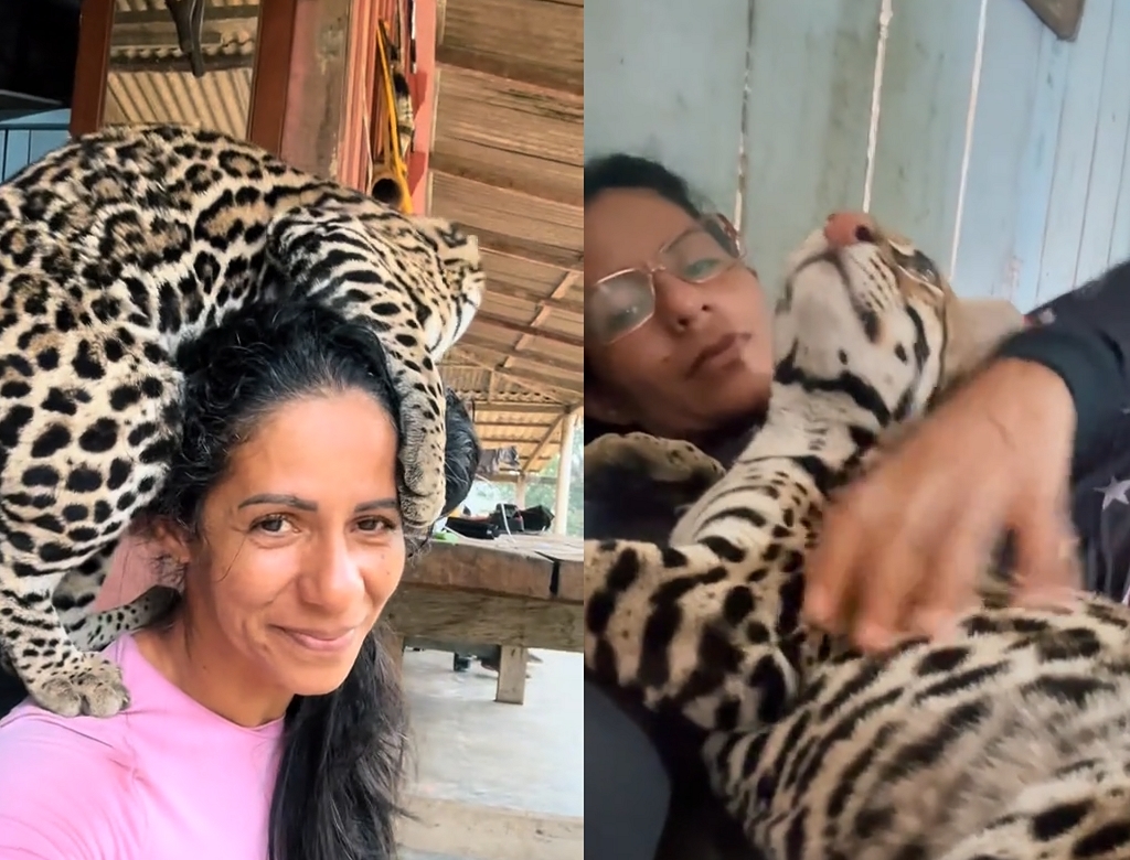 Jaguatirica (foto Reprodução Redes Sociais)