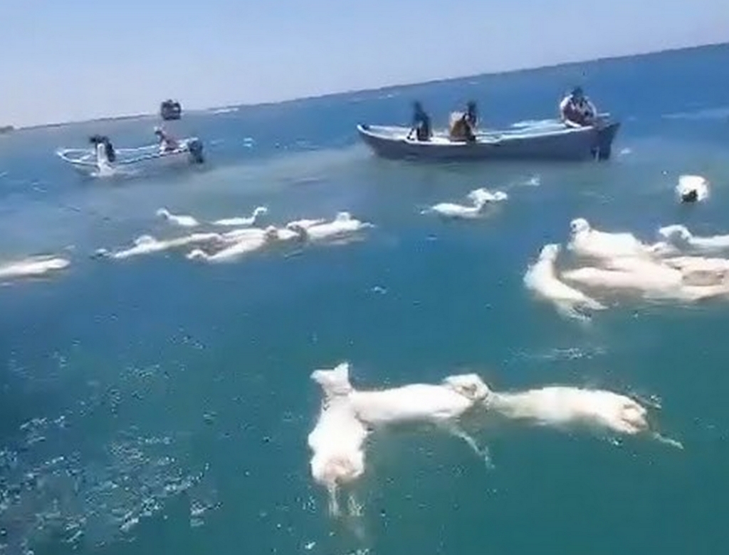 Ovelhas (foto Reprodução Redes Sociais) 2