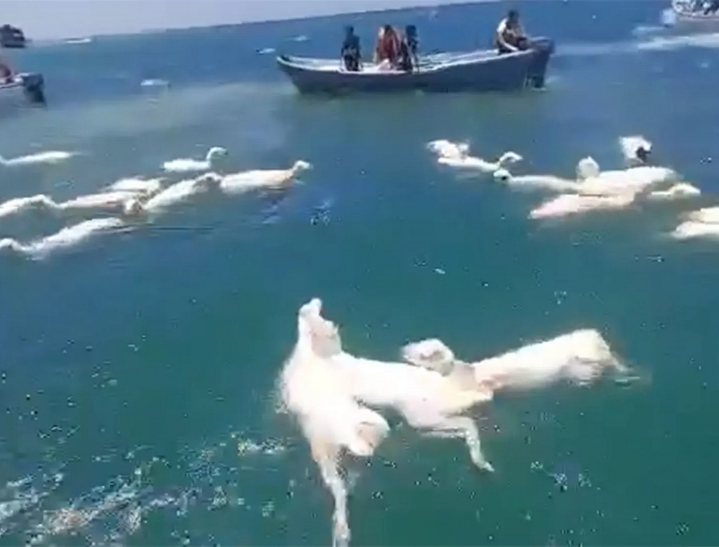 Ovelhas (foto Reprodução Redes Sociais)