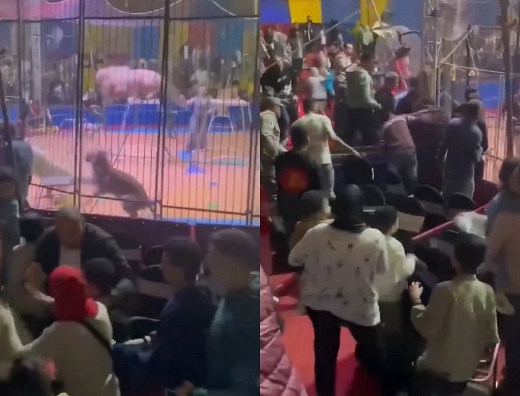 Tigre (foto Reprodução Redes Sociais) 2