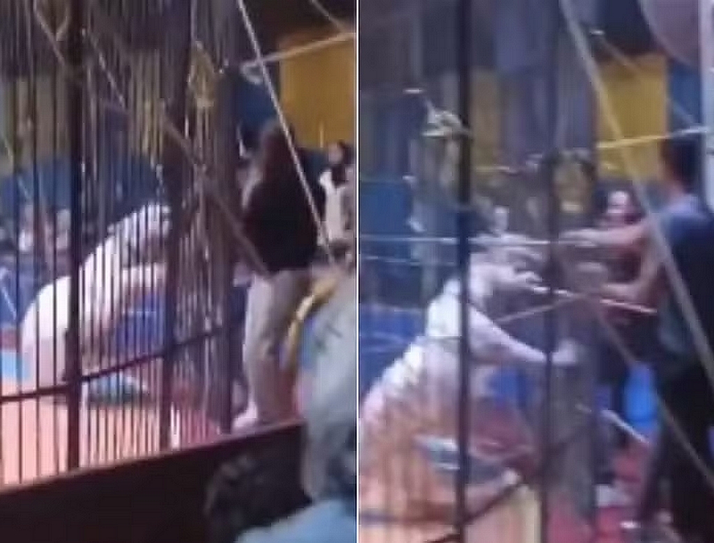Tigre (foto Reprodução Redes Sociais)