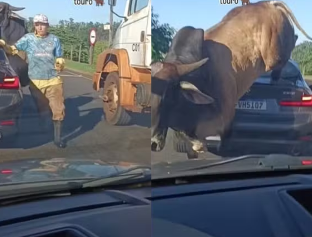 Touro Descontrolado Salta Sobre Bmw Em Rodovia Movimentada (foto Reprodução Redes Sociais)