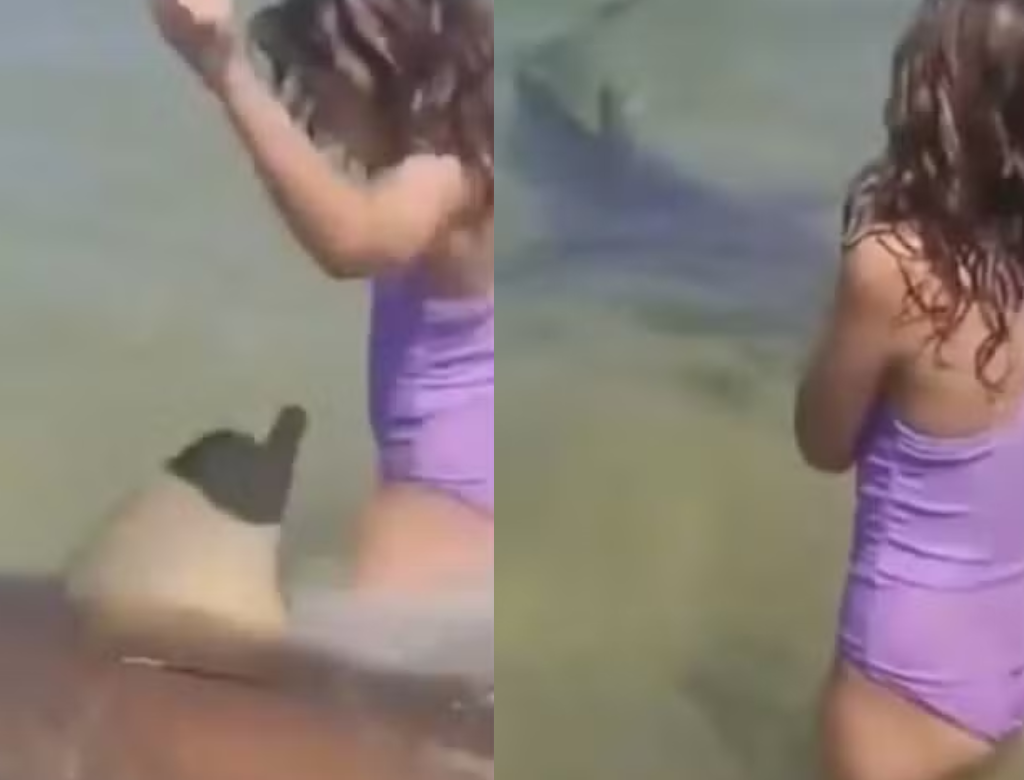 Tubarão Aparece Nadando Entre Crianças Momentos Antes De Ataque (foto Reprodução Redes Sociais)