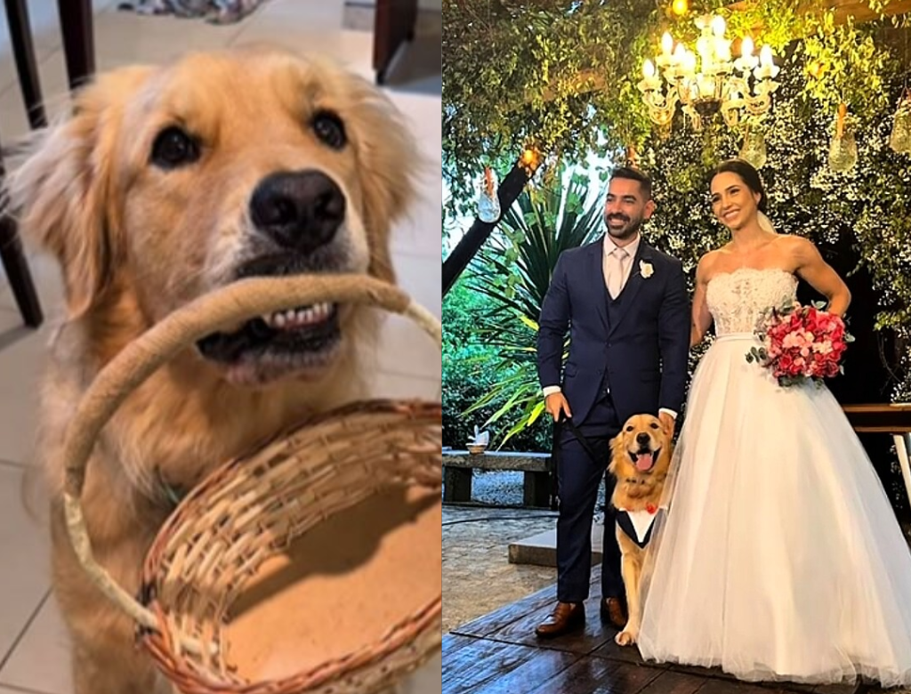 Tutora Treina Golden Retriever Para Levar Alianças No Casamento (foto Reprodução Redes Sociais)