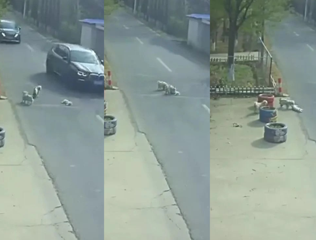 Vira Latas Resgatam Cachorro Atropelado Por Carro Na China (foto Reprodução Redes Sociais)