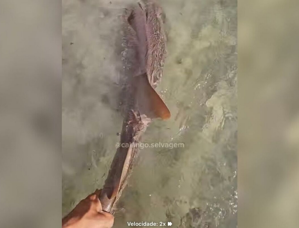 (foto Reprodução Redes Sociais) 5