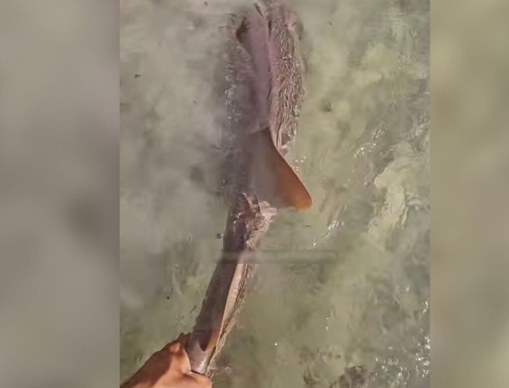 Tubarão (foto Reprodução Redes Sociais) 6