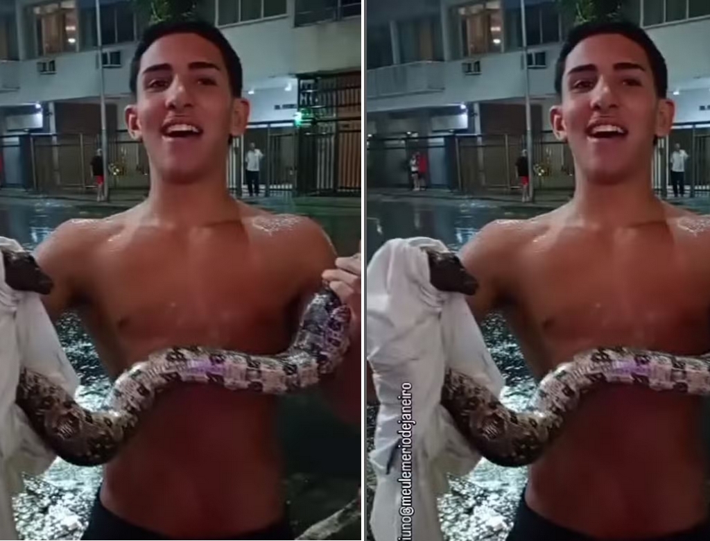 Cobra (foto Reprodução Redes Sociais) 