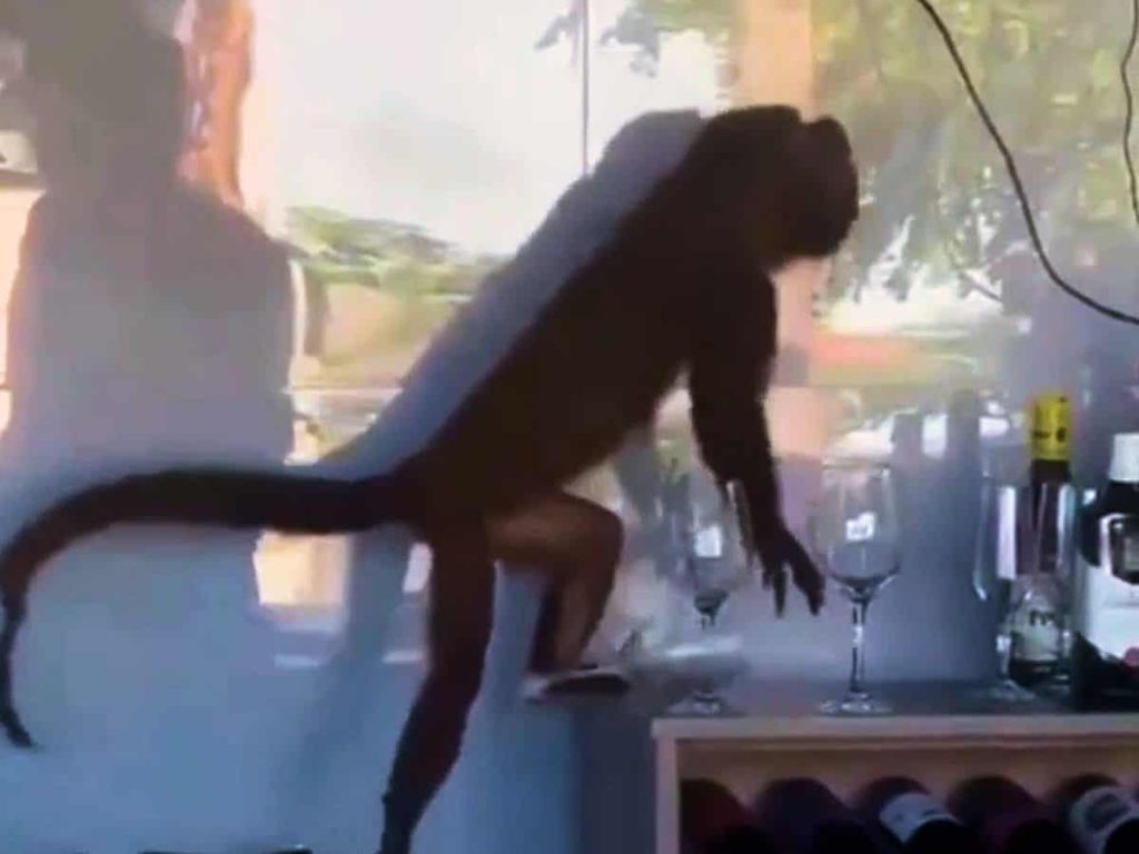 Macaco