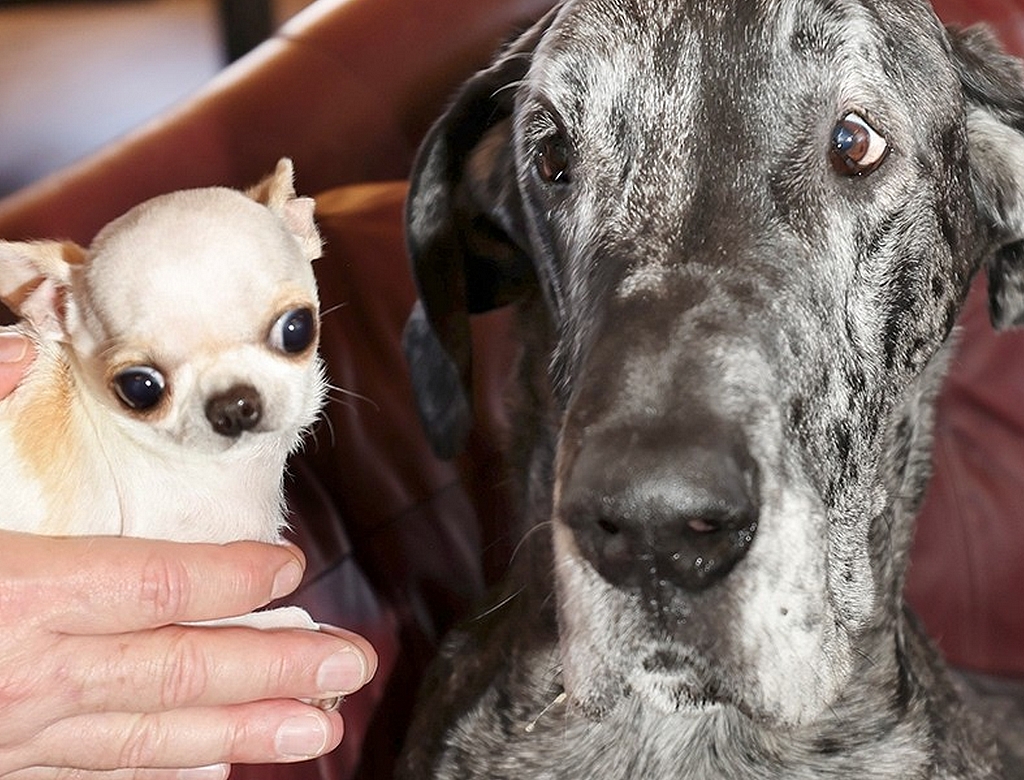 Cachorros (foto Reprodução Redes Sociais) 1