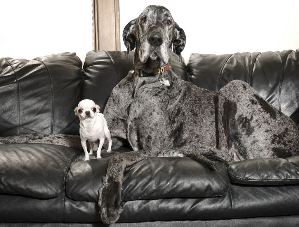 Cachorros (foto Reprodução Redes Sociais) 2