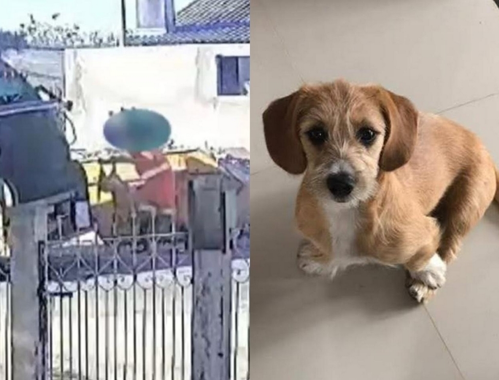 Cadela (foto Reprodução Redes Sociais) 1