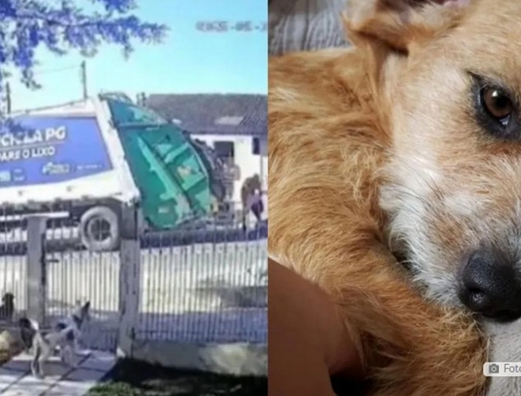 Cadela (foto Reprodução Redes Sociais) 2