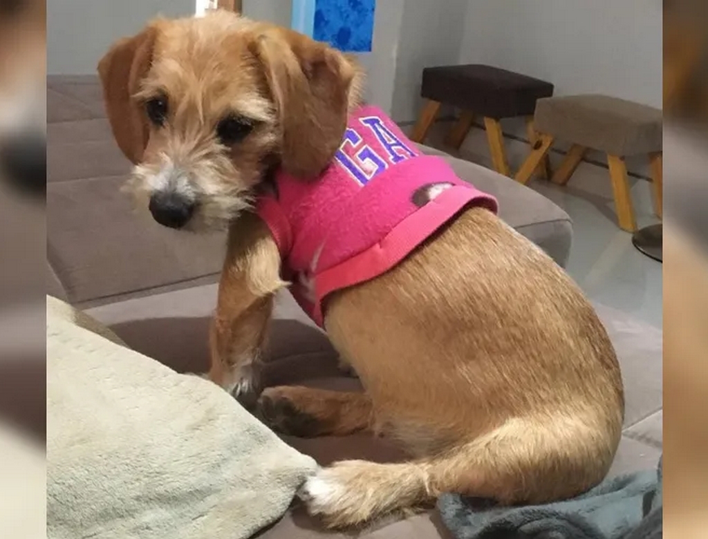 Cadela (foto Reprodução Redes Sociais) 3