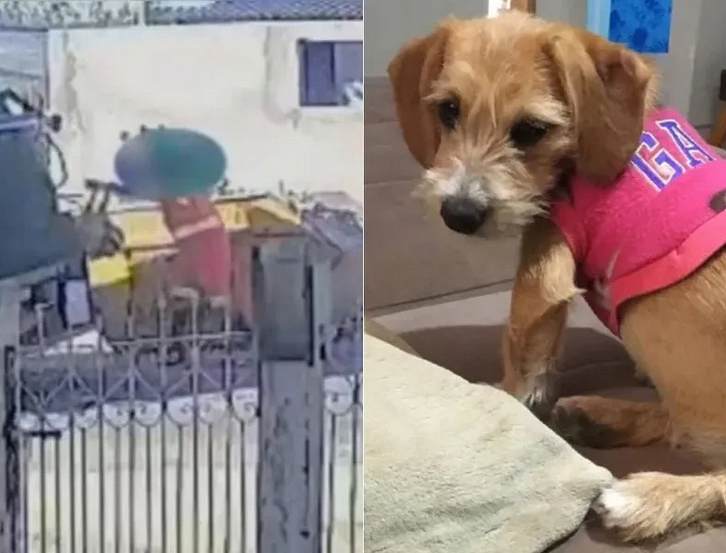 Cadela (foto Reprodução Redes Sociais)