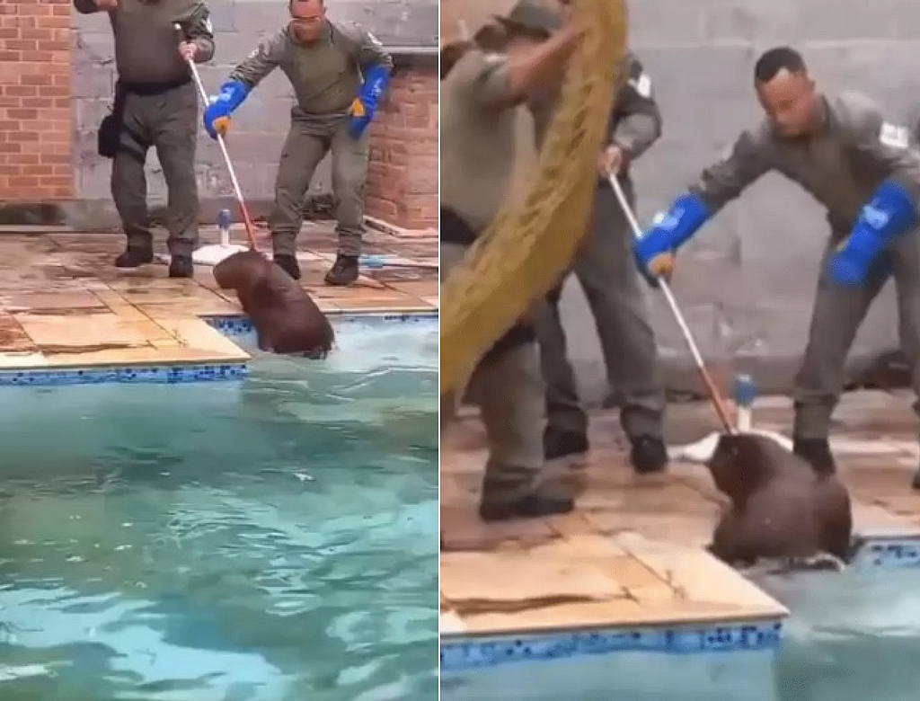 Capivara (foto Reprodução Redes Sociais) 1