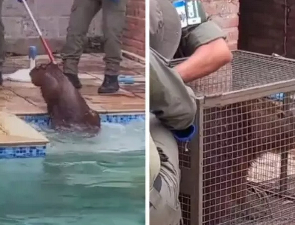 Capivara (foto Reprodução Redes Sociais)